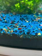 Mooie Rode Rili Garnalen (Neocaridina) - Makkelijk & Gezond!, Kreeft, Krab of Garnaal