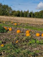 Halloween Pompoenen - Rechtstreeks van het Veld!, Ophalen, Volle zon, Eenjarig, Fruitplanten
