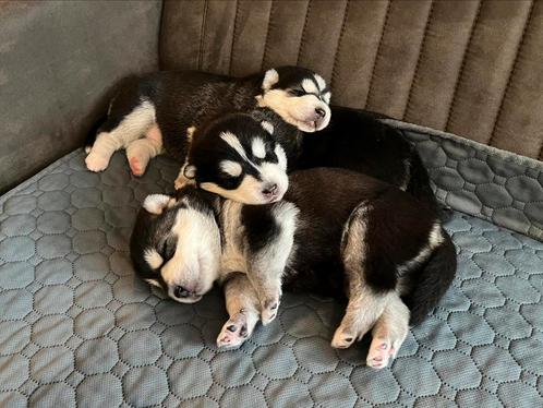 Kruising husky pups, Dieren en Toebehoren, Honden | Poolhonden, Keeshonden en Oertypen, Meerdere dieren, Poolhond, Particulier