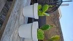 Opuntia Cactus, plant schuifcactus vijgcactus kamerplant, Volle zon, Vaste plant, Bloeit niet, Ophalen
