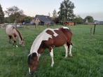 te koop : mooie pony, Dieren en Toebehoren, Pony's