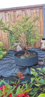Potentilla Bonsai - Prachtige Sierheester, Overige soorten, Volle zon, Vaste plant, Ophalen of Verzenden