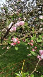 Tuinman aangeboden voor onderhoud, onkruid en schoonmaak, Diensten en Vakmensen, Tuinmannen en Stratenmakers, Tuinonderhoud of Snoeiwerk