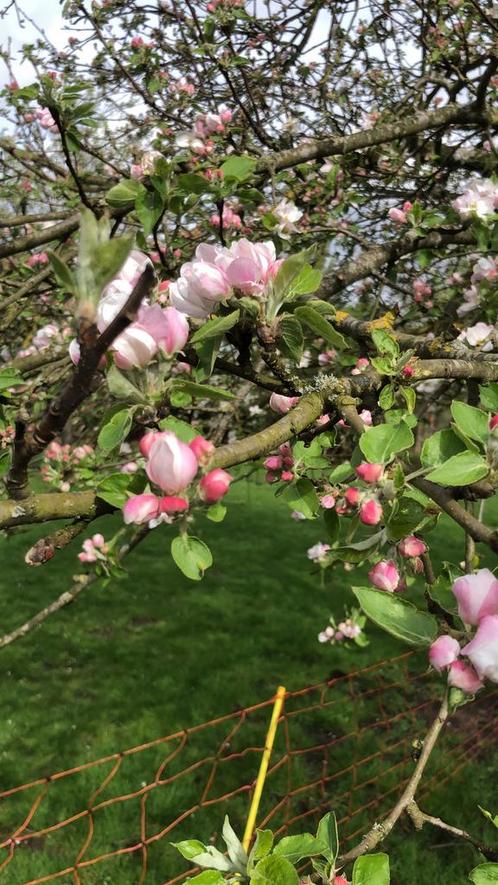 Hovenier/Tuinman voor onderhoud/onkruid/schoonmaak etc, Diensten en Vakmensen, Tuinmannen en Stratenmakers, Tuinonderhoud of Snoeiwerk