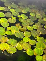 Phyllanthus fluitans, red root floater, Ophalen of Verzenden, Plant(en), Steen of Hout