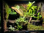 Bioactive Terrarium Habistat 60x60X45, Ophalen, Zo goed als nieuw