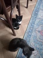 Jonge Boerderij  Poesjes., Dieren en Toebehoren, Katten en Kittens | Dekkaters