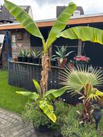 Banaan Musa Basjoo complete bak! 🍌🍌🍌 met bodembedekker, Volle zon, Vaste plant, Zomer, Ophalen