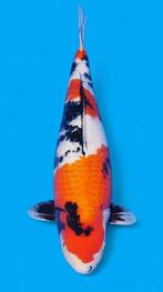 Super body big jumbo koi SHOWA Female 66 cm, Karper of Koi