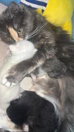 Kittens turkse van main coon, Dieren en Toebehoren, Katten en Kittens | Raskatten | Korthaar, Meerdere dieren, Ontwormd, 0 tot 2 jaar