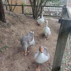 Ganzen, Dieren en Toebehoren, Vrouwelijk, Gans of Zwaan