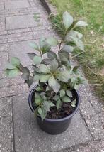 🌿 Weigela Purpurea – Sierstruik, Tuin en Terras, Planten | Tuinplanten, Volle zon, Vaste plant, Lente, Ophalen