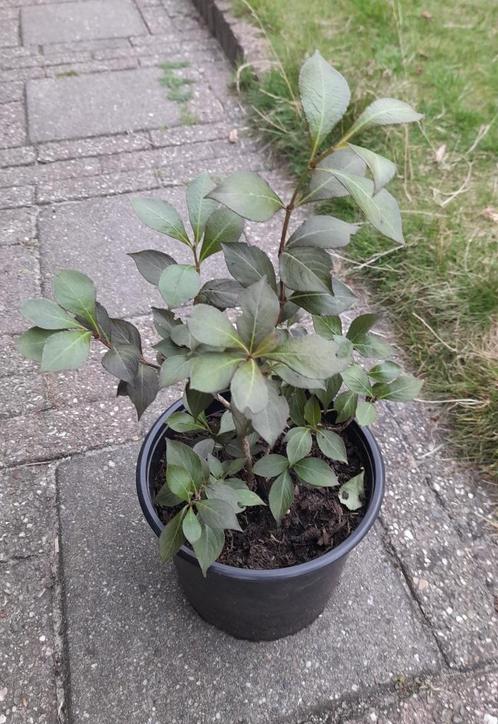 🌿 Weigela Purpurea – Sierstruik, Tuin en Terras, Planten | Tuinplanten, Vaste plant, Overige soorten, Volle zon, Lente, Ophalen