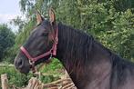 4 jarige pre Andalusiër hengst project paard, Dieren en Toebehoren, Paarden, Hengst, Dressuurpaard, 3 tot 6 jaar