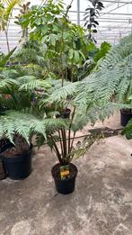 Cyathea Cooperi australische boomvaren 180cm, Ophalen, Zomer, Overige soorten, Halfschaduw