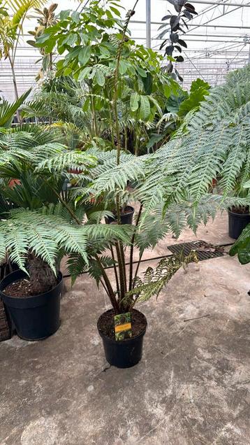 Cyathea Cooperi australische boomvaren 180cm beschikbaar voor biedingen