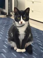 Poes, Dieren en Toebehoren, Katten en Kittens | Overige Katten, Poes