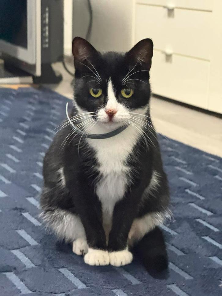 Poes, Dieren en Toebehoren, Katten en Kittens | Overige Katten, Poes