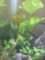 Echinodorus chocolate marble Zwaardplant stekje, Dieren en Toebehoren, Vissen | Aquaria en Toebehoren, Ophalen, Nieuw, Plant(en), Steen of Hout