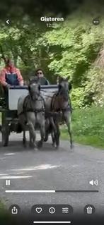 Te koop leuke pony’s, Dieren en Toebehoren, Pony's, Merrie, A pony (tot 1.17m), 3 tot 6 jaar, Onbeleerd