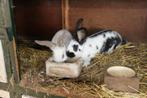 Groot Lotharingen, Meerdere dieren, Overige soorten