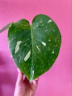 Monstera Thai Constellation, Verzenden
