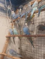 splitste Dun fallow Splitse Blackface, Dieren en Toebehoren, Meerdere dieren, Parkiet