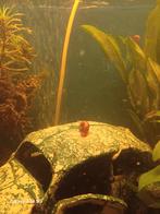 Jonge rood / bruine posthoorn slakken, Dieren en Toebehoren, Vissen | Aquariumvissen, Slak of Weekdier