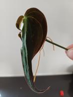 Philodendron Micans Halo Velvet Variegata, Huis en Inrichting, Kamerplanten, Ophalen of Verzenden, Halfschaduw, Minder dan 100 cm