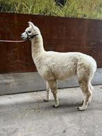 Alpaca hengst, Dieren en Toebehoren, Overige Dieren, Juli, Mannelijk