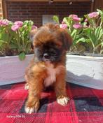 Mooie boomer pups te koop, Dieren en Toebehoren, Honden | Chihuahua's en Gezelschapshonden, Nederland, Overige rassen, 8 tot 15 weken