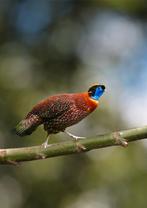 Temminck's  Tragopaan | Saterhoenders | Sierlijke fazanten, Dieren en Toebehoren, Meerdere dieren, Overige soorten