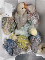 Agapornis roseicollie babys, Dieren en Toebehoren, Vogels | Parkieten en Papegaaien, Meerdere dieren, Dwergpapegaai of Agapornis