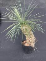 Yucca linearifolia ssp. Galeana 70, 80 cm, stam 40 cm, Ophalen of Verzenden, Vaste plant, Overige soorten, Volle zon