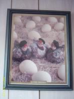 Anne Geddes schilderijtje poster met mooie lijst 3 kuikens, Ophalen, Gebruikt