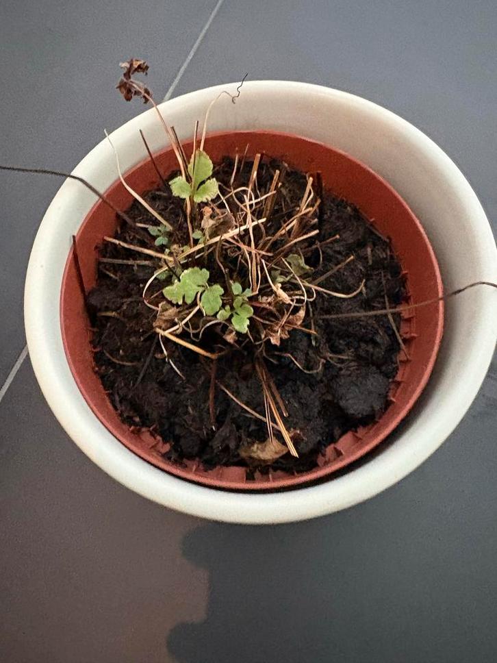 Kangoeroevaren zoekt badkamerplek!, Tuin en Terras, Planten | Tuinplanten, Vaste plant, Varens, Halfschaduw, Bloeit niet, Ophalen