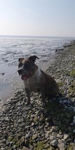 Lieve hond, Dieren en Toebehoren, Honden | Niet-rashonden, Particulier, 3 tot 5 jaar, Teef, Middel