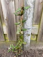 Kamperfoelie ‘Lonicers Japonica purpurea’, Ophalen, Overige soorten, Halfschaduw