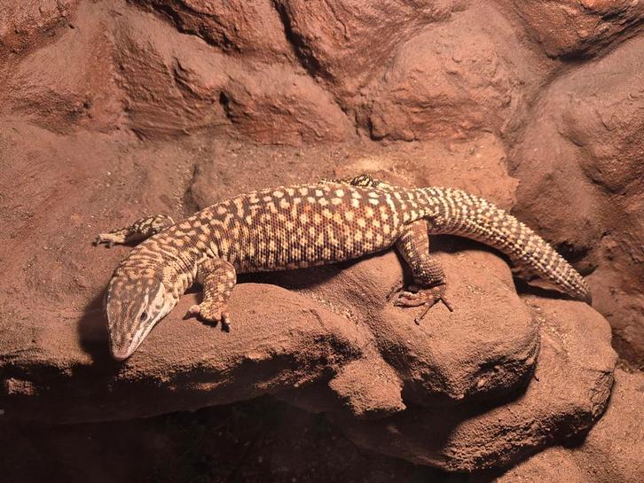 Varanus acanthurus - stekelstaartvaraan