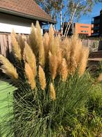Te koop mooie pluimen van pampasgras., Ophalen, Nieuw