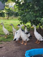 Loopeenden, Dieren en Toebehoren, Meerdere dieren, Eend