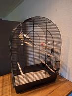 Valkparkiet, Mannelijk, Parkiet, Geringd