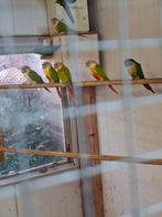Pyrrhura 10 stuks, Dieren en Toebehoren, Geslacht onbekend, Parkiet, Geringd