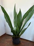 Sanseveria 90, Ophalen, Vetplant, Halfschaduw, Minder dan 100 cm