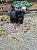 Lieve shih tzu pups mogen weg., Dieren en Toebehoren, CDV (hondenziekte), 8 tot 15 weken, Meerdere, Nederland
