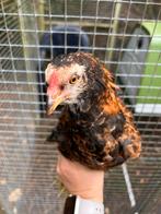 Jong araucana haantje., Mannelijk, Kip