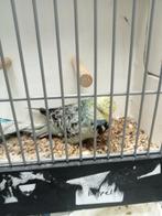 Nog enkele koppels Engelse parkieten, Dieren en Toebehoren, Vogels | Parkieten en Papegaaien, Meerdere dieren, Parkiet