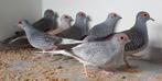 Diamantduiven 2025 (3 stuks totaal), Dieren en Toebehoren, Vogels | Overige Vogels, Mannelijk, Tropenvogel