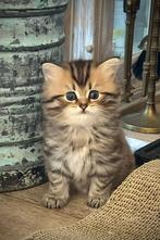 Perzische/ragdoll kitten, Dieren en Toebehoren, Katten en Kittens | Raskatten | Langhaar, Kater, Ontwormd, 0 tot 2 jaar