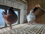 Engelse modena s te koop 2 koppels, Dieren en Toebehoren, Vogels | Duiven, Meerdere dieren